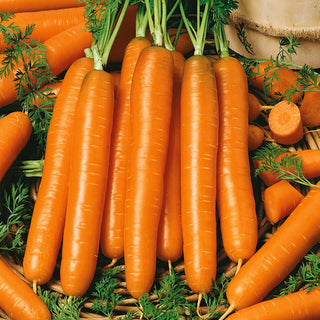 Carota Naomi - Varietà precoce, pronta per la raccolta