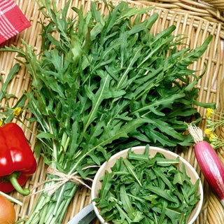 BIO Rughetta selvatica Sylvetta - Raccolti abbondanti e prolungati per molti anni - Semi Premium