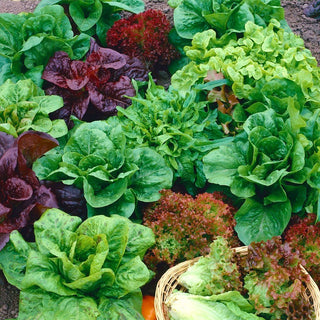 Lettuce - A Selection of Varieties - Diverse Flavours and Colours for Salads - Premium Seeds