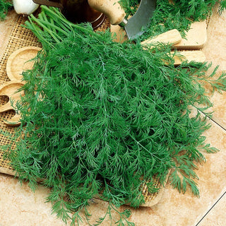 Kronos Dill - Easy to Grow, Exceptional Taste and Aroma - Premium Seeds