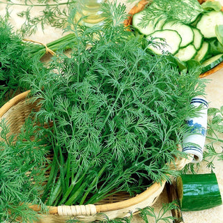 Aneto Krezus - Alta resa, perfetto per l'essiccazione e il congelamento - Confezione Mega - 500 g