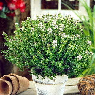 BIO Timo - Spezia biologica versatile - Thymus vulgaris - Semi Premium