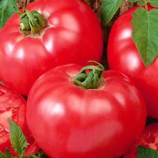Pomodoro Faworyt - Grandi, gustosi, perfetti per panini - 10 g