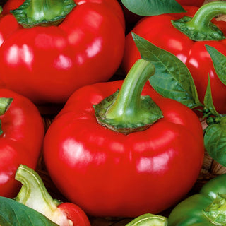 Peperoni Dumas - Varietà dolce, produttiva con frutti grandi