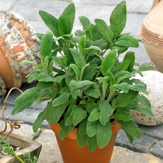 BIO Salvia officinale - Profumo intenso, perenne e resistente - Salvia officinalis - Semi Premium