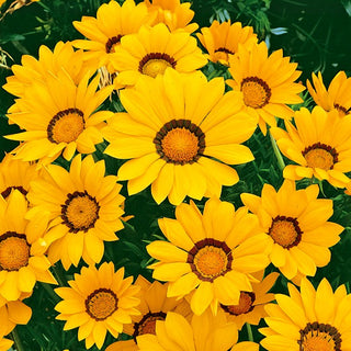 Gazania - Giallo con Anello - Motivo a contrasto che attira lo sguardo - Gazania splendens