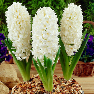 Giacinto - Aiolos - Hyacinthus - Magnifico in vaso - 3 bulbi