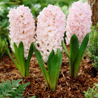 Giacinto - Apricot Passion - Hyacinthus - Esplosione aromatica di primavera - 3 bulbi
