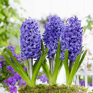 Giacinto - Blue Pearl - Hyacinthus - Tonalità di azzurro delicato - 3 bulbi