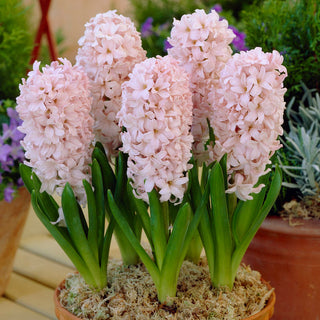 Giacinto - China Pink - Hyacinthus - Tonalità delicate e pastello - 3 bulbi