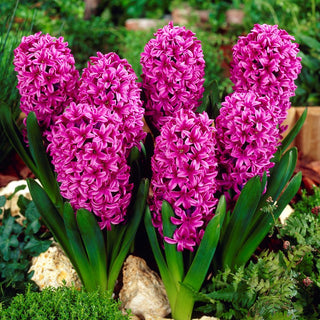 Giacinto - Miss Saigon - Hyacinthus - Profumo intenso e gradevole - 3 bulbi