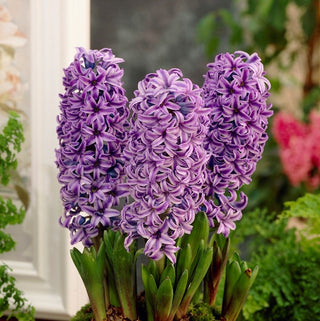 Giacinto - Purple Star - Hyacinthus - Forma compatta e decorativa - 3 bulbi