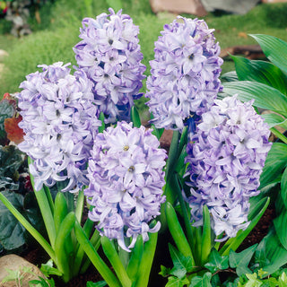 Giacinto - Sky Jacket - Hyacinthus - Decorazione unica per ogni giardino - 3 bulbi