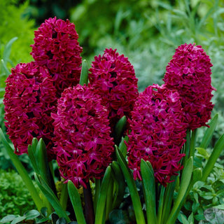 Giacinto - Woodstock - Hyacinthus - Resistente alle variazioni climatiche - 3 bulbi