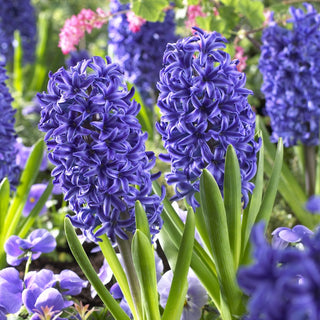 Giacinto - Blue Jacket - Hyacinthus - Ideale per vasi e bordure - 3 bulbi