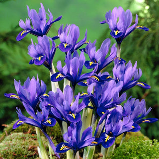 Iris - Harmony - Azzurro celestiale dal grande fascino - 10 bulbi