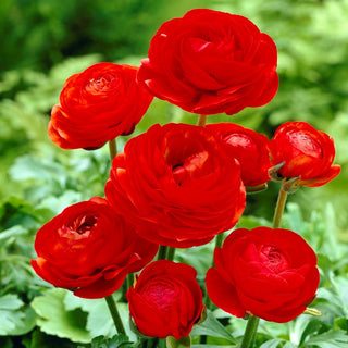 Ranuncolo - Rosso - Ranunculus - Porta energia e romanticismo in giardino - 10 bulbi