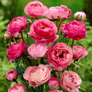 Ranuncolo - Rosa - Ranunculus - Delicatezza e armonia nelle aiuole - 10 bulbi