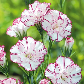 Garofano - Benigna - Varietà ideale per fiore reciso - Dianthus caryophyllus