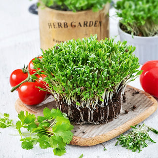 Microgreens - Coriandolo - Accento orientale per panini - Coriandrum sativum - Busta Grande - 100 g - Semi Premium