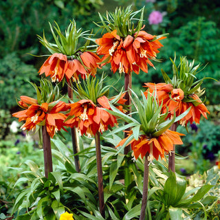 Fritillaria imperialis - Arancione - Esalta le qualità estetiche del giardino