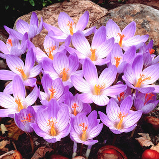 Crocus - Conqueror - Fioritura autunnale, elegante viola - 10 bulbi