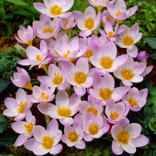 Crocus - Firefly - Leggerezza e freschezza in aiuola - 10 bulbi