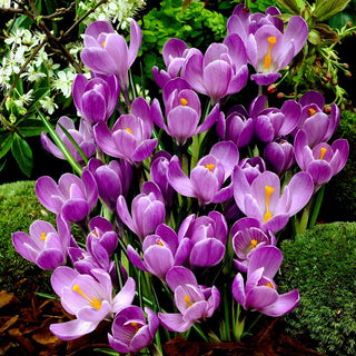 Crocus - Flower Record - Viola intenso, profumo delicato - 10 bulbi