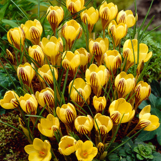 Crocus - Gipsy Girl - Petali bicolori gialli e marroni - 10 bulbi