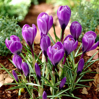 Crocus - Grand Maitre - Fiori viola dal colore incantevole - 10 bulbi