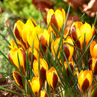 Crocus - Herald - Crea tappeti colorati in giardino - 10 bulbi