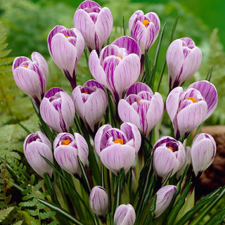 Crocus - Pickwick - Per giardini naturali - 10 bulbi
