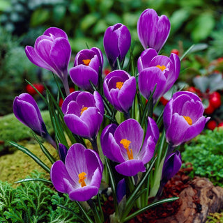 Crocus - Remembrance - Splendore primaverile viola intenso - 10 bulbi