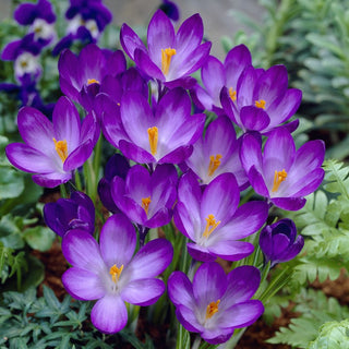 Crocus - Ruby Giant - Creano tappeti floreali spettacolari - 10 bulbi