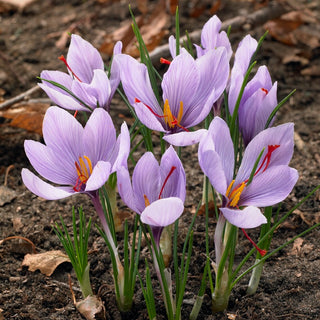 Crocus Sativus ( Zafferano ) - Crocus dello zafferano, aroma di primavera - 10 bulbi