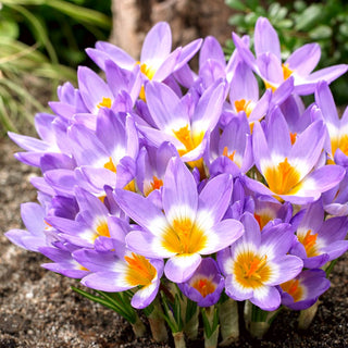 Crocus - Tricolor - Crocus tricolore dal tocco vivace - 10 bulbi