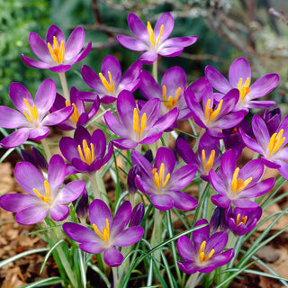 Crocus - Whitewell Purple - Fiori eleganti viola - 10 bulbi