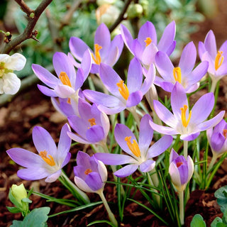Crocus - Lilac Beauty - Colore delicato e raffinato dei fiori - 10 bulbi