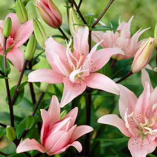 Giglio asiatico doppio - Elodie - Lilium - Fiori rosa doppi profumati