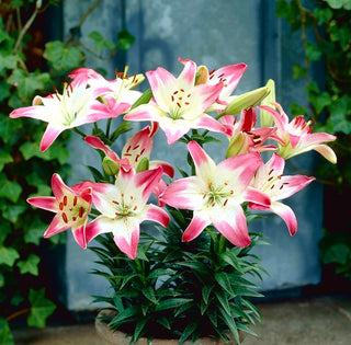 Giglio - Lollypop - Lilium - Facile da coltivare e poco esigente