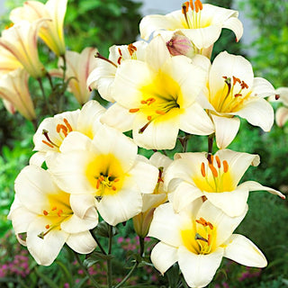 Giglio tromba - White Planet - Lilium - Fiori bianchi dal profumo intenso