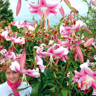 Giglio arboreo - Anastasia - Lilium - Accento deciso in giardino estivo