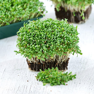 Microgreens - Alfalfa - Aggiunta verde dal sapore delicato - Medicago sativa - 100 g - Semi Premium