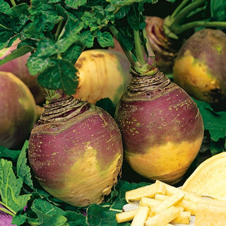 Rutabaga - Champion - Ideale per la conservazione invernale - Brassica napus L. var. napobrassica - Semi Premium