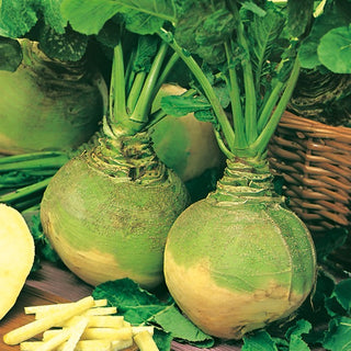 Rutabaga - Wilhelmsburger - Varietà tedesca dalla conservazione eccellente - Brassica napus L. var. napobrassica - Semi Premium
