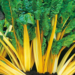 Bietola - Bright Yellow - Colore intenso, sapore delicato