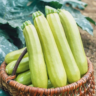 Zucchino - Lungo Bianco - Ideale per piatti mediterranei