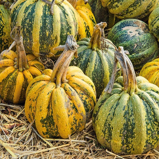 Zucca - Americana Tonda - Raccolti abbondanti, per gli amanti dei giganti