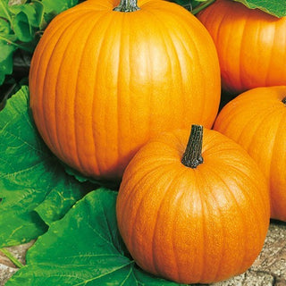 Zucca - Connecticut Field - Ideale per intagliare lanterne