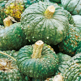 Zucca - Marina di Chioggia - Ideale per risotti